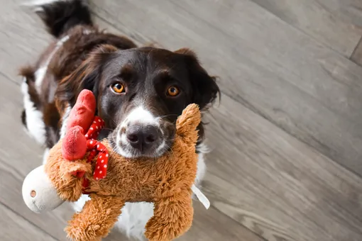 Умные и не очень: как выбрать игрушку для собаки?