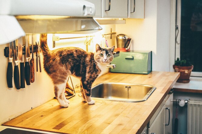 Как отучить кошку лазить по столам — полезные советы