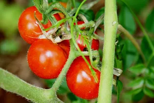 8 частых ошибок при пасынковании помидоров, которые могут испортить урожайность