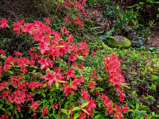 4976074778e534859e15b24610c7ec72_cropped_510x383