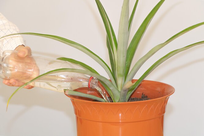 Vnitřní péče o ananas