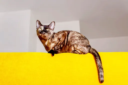 Портрет самой милой кошки: 5 самых обаятельных пород