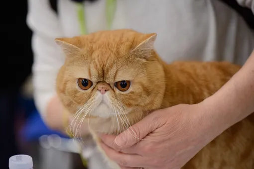 почему российским котам запретили участвовать в выставках