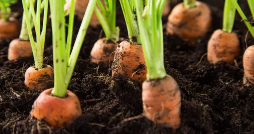 После каких растений лучше выращивать морковь
