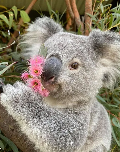 коала нюхает цветок