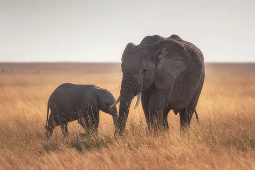 Чудеса случаются: волонтеры спасли маму-слониху, пострадавшую от браконьеров