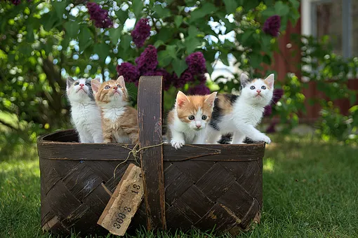 В Орловской области кот по имени Трус спас на пожаре семерых котят