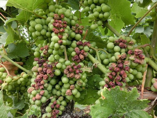 Неправильное удобрение