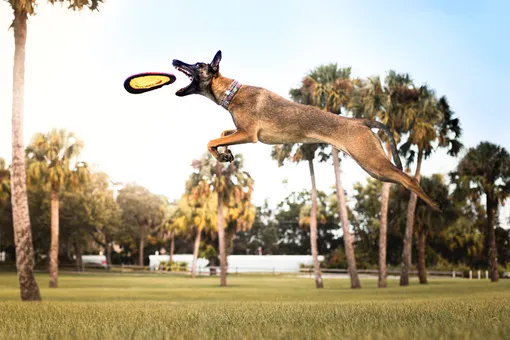 Малинуа — собака, которая умеет летать. Кому подходит и как воспитывать?