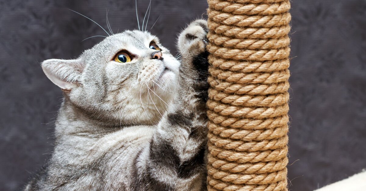 Когтеточка для кошки своими руками: 3 мастер-класса с фото и описанием