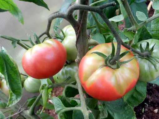 6 причин почему помидоры не созревают на кусте