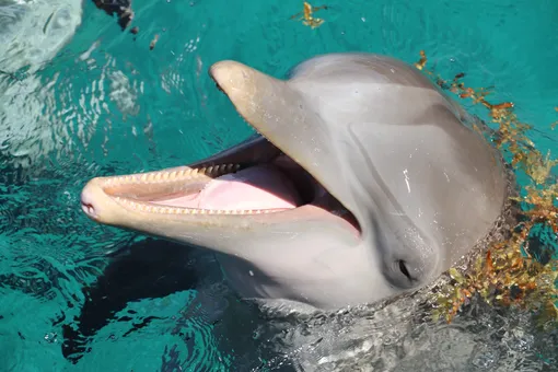 Дельфин фото вблизи