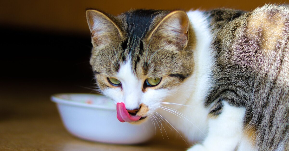 Можно ли кормить кошку только сухим кормом