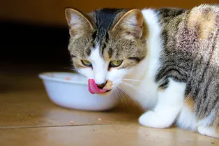 «Сухие отношения»: можно ли кормить кошку только сухим кормом