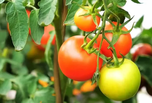 Как получить созревшие и вкусные помидоры
