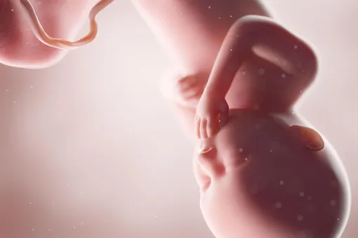 3D модель ребенка в утробе матери на 36 неделе беременности
