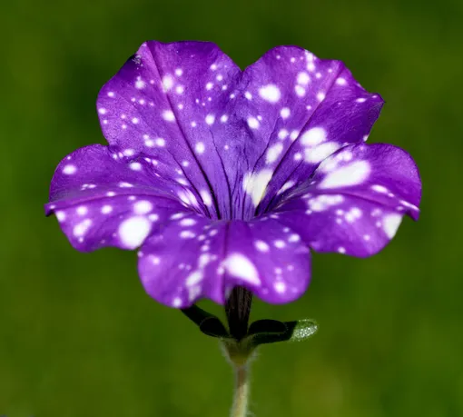 4ae3b2f0136803df7aac415834a6f47c_cropped_510x459