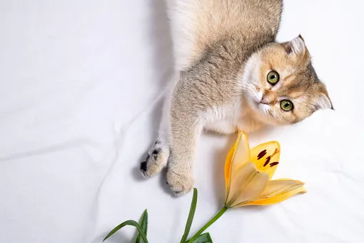 токсичные цветы для кошек