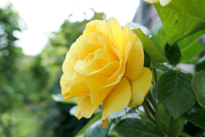 Rose Arthur Bell