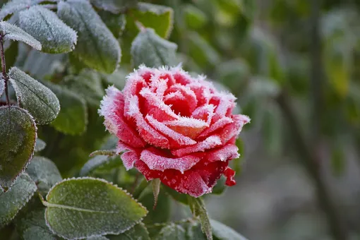 10 лучших морозоустойчивых сортов роз для Подмосковья