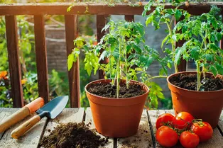 Как подготовить почву для выращивания томатов в горшках на балконе