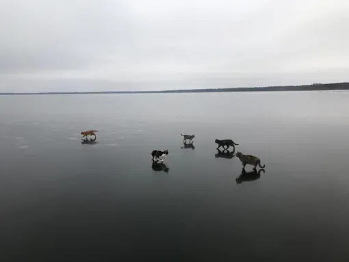 коты гуляют по воде