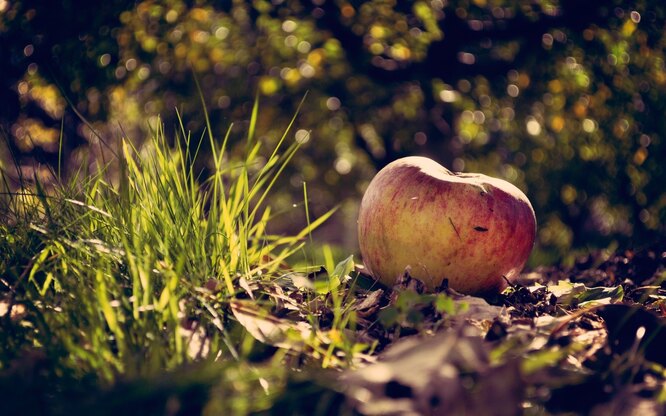 Почему яблоки опадают с яблони раньше поспевания: причины и что делать