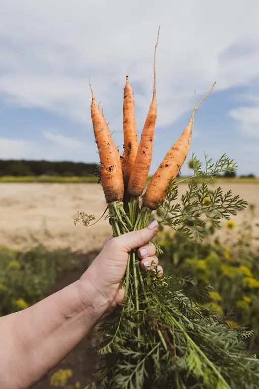 морковь, как вырастить морковь секреты