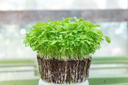 Микрозелень – молодые побеги съедобных растений