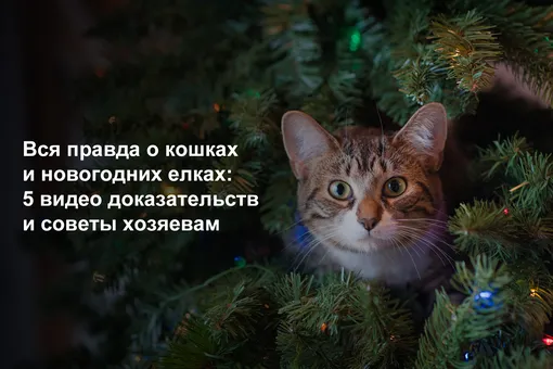 Вся правда о кошках и новогодних елках: 5 видео доказательств и советы хозяевам