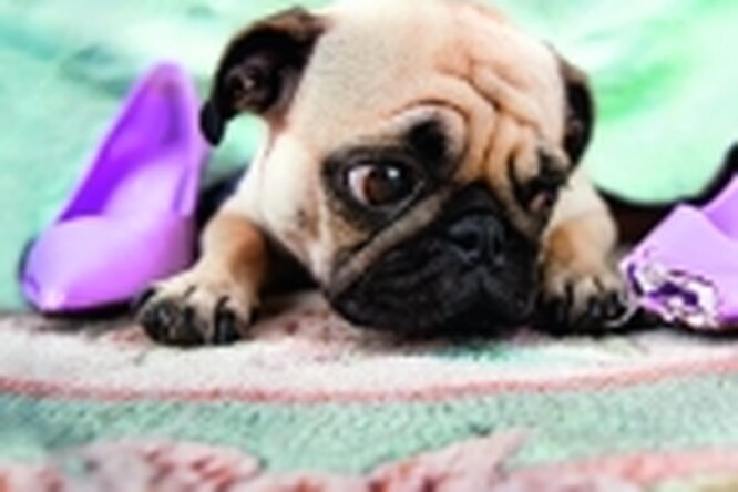 Как оставить щенка одного дома? Как оставить щенка одного дома?