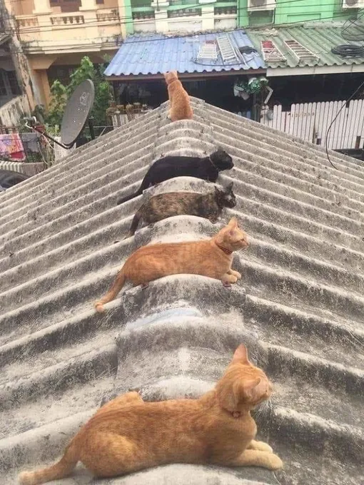 кошки на крыше