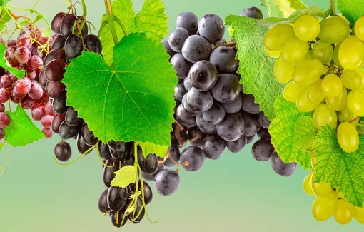 Правила осенней подкормки винограда