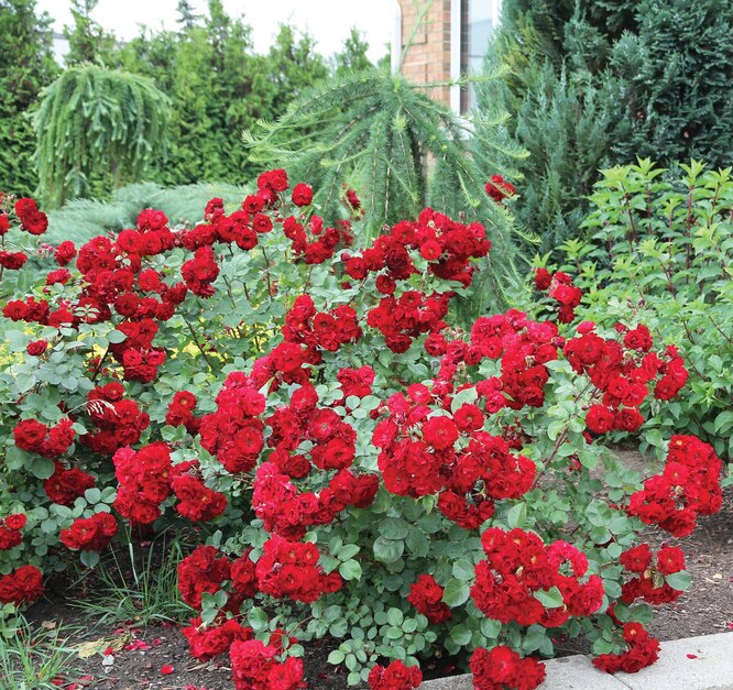 Kanadská Rose Adelaide Hoodless