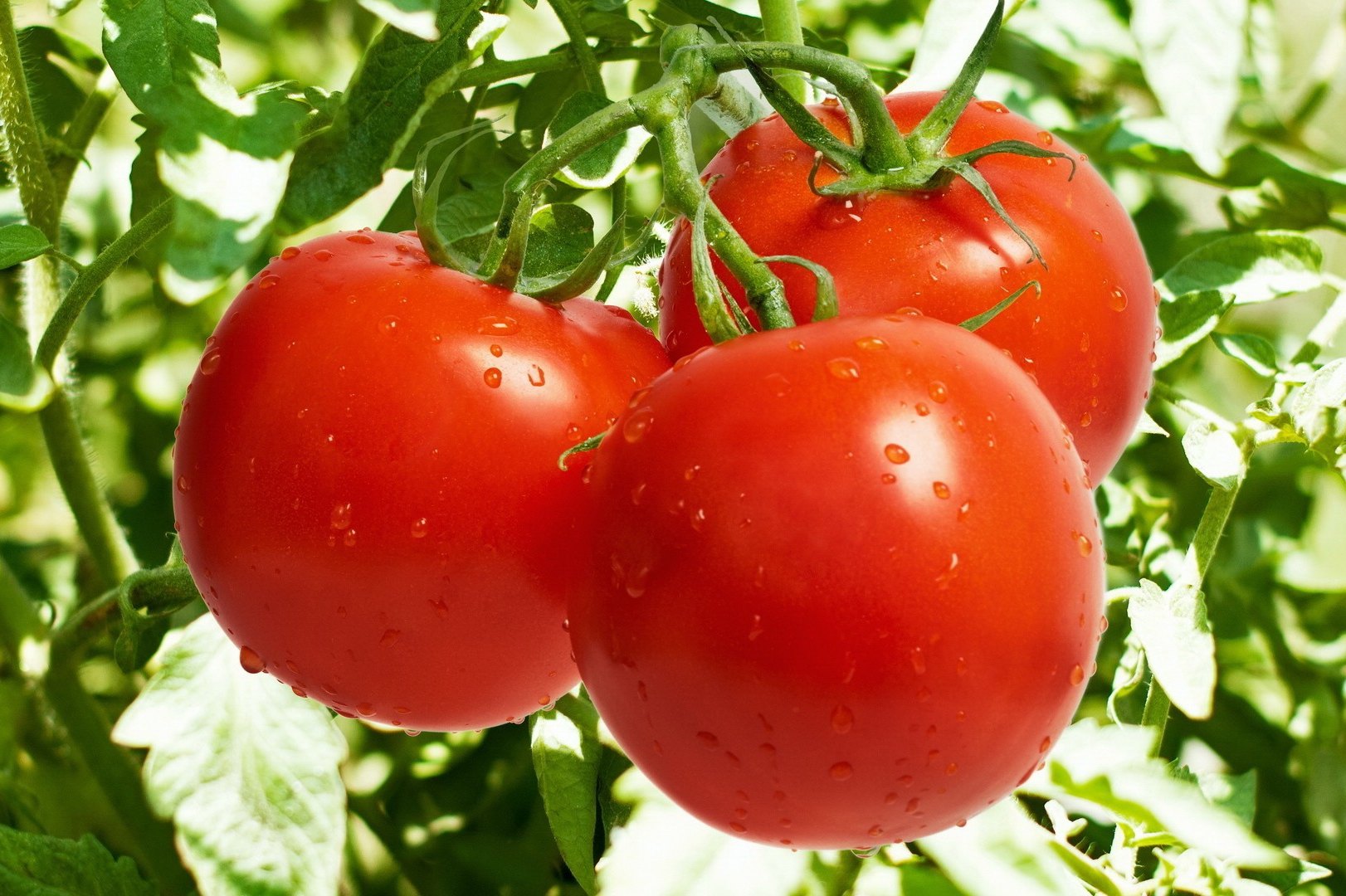 Обработка томатов борной кислотой и йодом