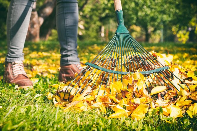 Лучшее бесплатное удобрение: как использовать опавшие с деревьев листья в саду