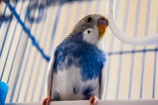 Почему вам не нужно заводить волнистого попугайчика — 5 причин