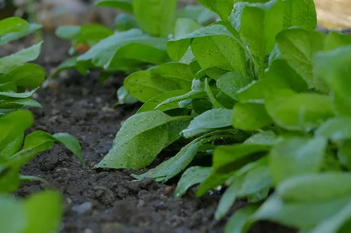 Чтобы получать беспрерывный урожай, шпинат можно сеять с конца апреля до сентября с интервалом в 15-25 дней.