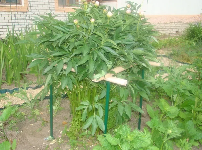 Подпорки для кустов смородины, малины и других кустарников своими ...