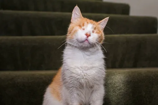 «Они умирают счастливыми»: женщина открыла приют для кошек с тяжёлой судьбой