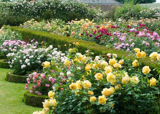 Английская роза: виды, сорта и правила ухода