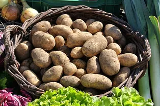 Сажаем картошку: всё о самых вкусных сортах