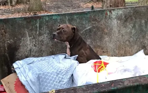 бульдог, мусор, бездомный пес