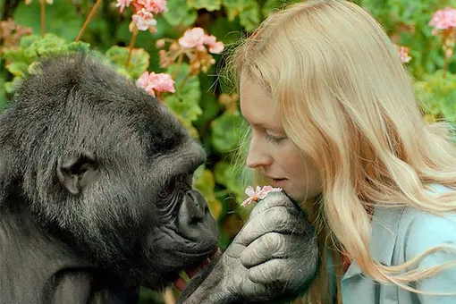 Коко: горилла, изменившая представление о человеческой уникальности и о гориллах