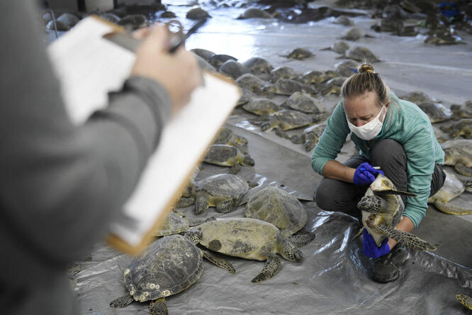 «Мы не были готовы»: как спасали черепах от аномальных морозов в Техасе