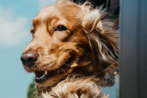 10 вещей, которым нам стоило бы поучиться у собак