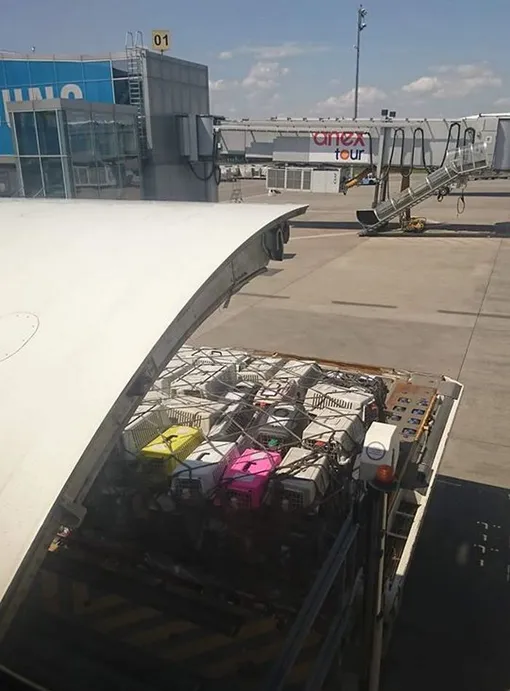 щенки в самолете