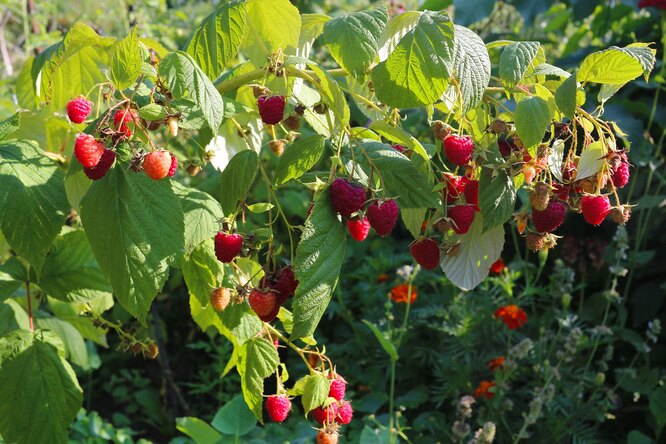 Болезни малины - описание, фотографии, способы лечения