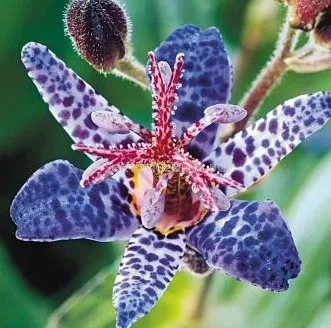 Tricyrtis Blue Spotted