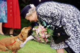 Большое обаяние маленьких собак: любимые корги королевы Елизаветы II